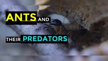 Ants and Their Predators I Ants Predators I Ants Zombies