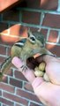 The cute chipmunk is eating peanuts