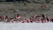 Flamingolar, Tuz Gölü'ne kuluçkaya geldi