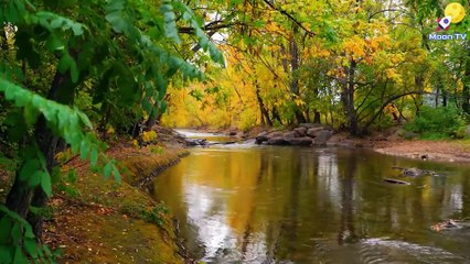 Télécharger la video: Yoga Meditation Music for Tranquility and Serenity