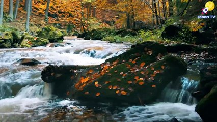 Stress Relief Music for a Calmer You