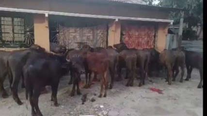 পাচার হওয়ার আগে ১৪ টি মহিষ উদ্ধার