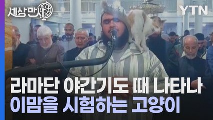 [세상만사] 라마단 야간 기도 중에 나타난 고양이 / YTN