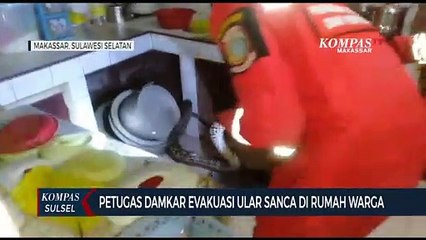 Petugas Damkar Evaluasi Ular Sanca Di Rumah Warga