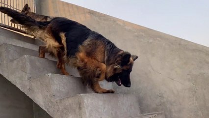 This is How I Spend Life with My Pets | Is Tarhan Mai Apne Paltu Janwaron Kay sath Apni Zindagi Guzarta Hoon | German Shepherd Dogs | Labrador Dog | Persian Cats | Oscar Fishes