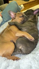 Frenchie Sisters Have A Nap