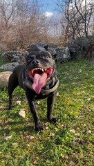 Happy Doggie Shows Off His Pearly Whites