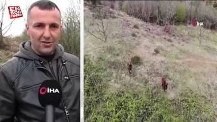 Pendik’te internette satılık eşek ilanını görenler ‘ekspertiz raporu var mı’ diye soruyor