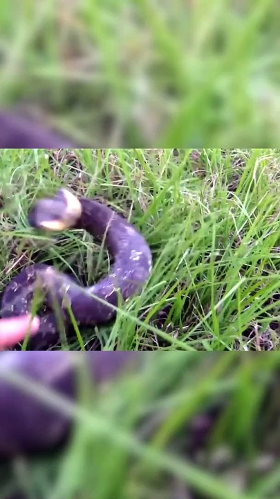 Le serpent qui simule sa mort comme personne