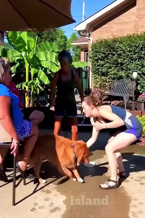 Try Not To Laugh Challenge - Funny Cats and Dogs 2023