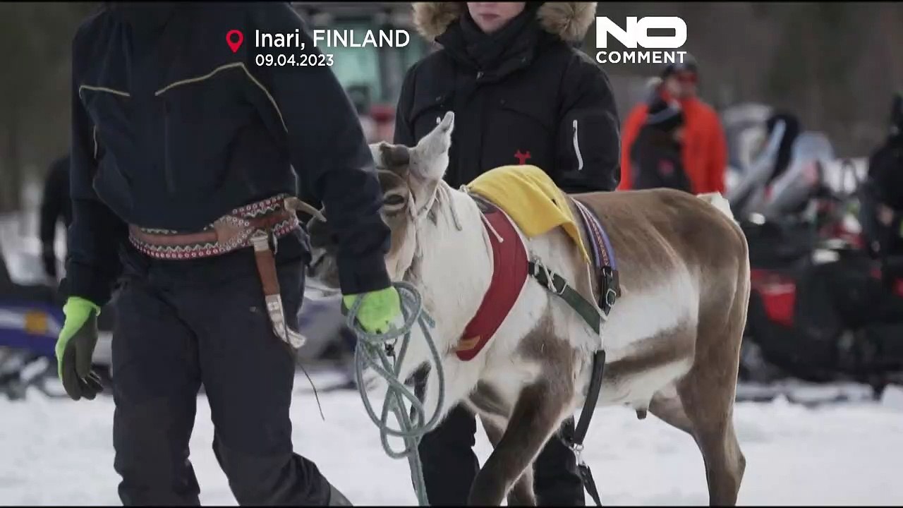Finnische Stadt Inari krönt ihren Meister im Rentierrennen