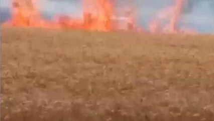 बेतुल: आगजनी की घटना से 5 एकड़ की फसल जलकर खाक, किसान को हुआ नुकसान