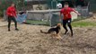 Dog playing Football with humans finally steals the ball to score