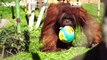 WATCH: Chilean zoo treats animals to Easter egg hunt