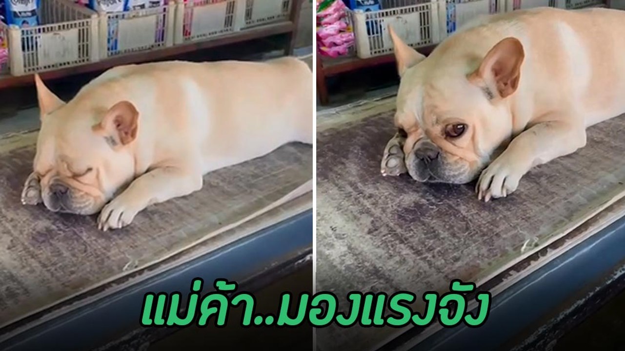 เมื่อแม่พาน้องมาเฝ้าร้าน แต่ดูสายตาน้องสิ..ไม่กล้ากวนเลย