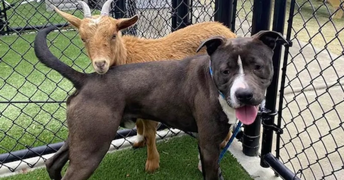 Inséparables meilleurs amis, ce chien et cette chèvre ont été adoptés ensemble