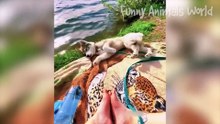 Funniest Dogs And Cats Videos  - Best Funny Animal Videos 2023  #16