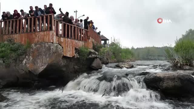 İnci kefali av yasağı için hazırlıklar tamamladı