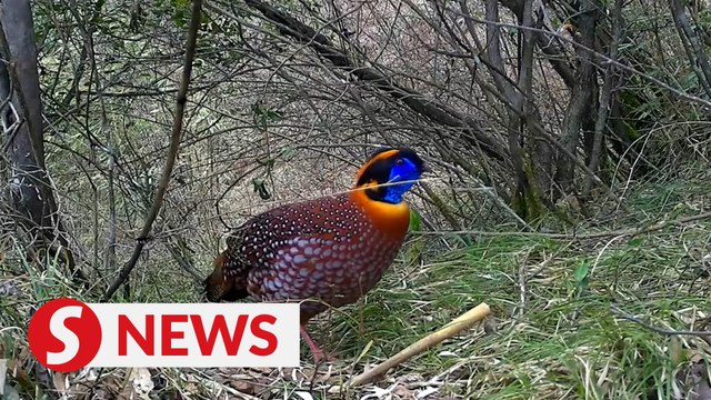 More rare species spotted in SW China's nature reserve