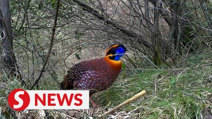 More rare species spotted in SW China's nature reserve