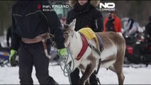 Finlândia já tem um campeão das corridas de renas
