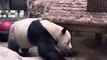 Giant panda Meng LAN is too lazy, lie on the table to sleep.大熊貓萌蘭不想表演了，直接趴在桌上睡覺。