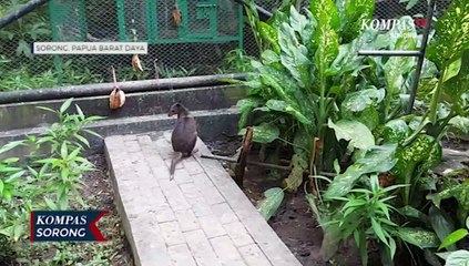 Penyelundupan Ratusan Satwa Endemik Papua Setiap Bulan Terus Melonjak