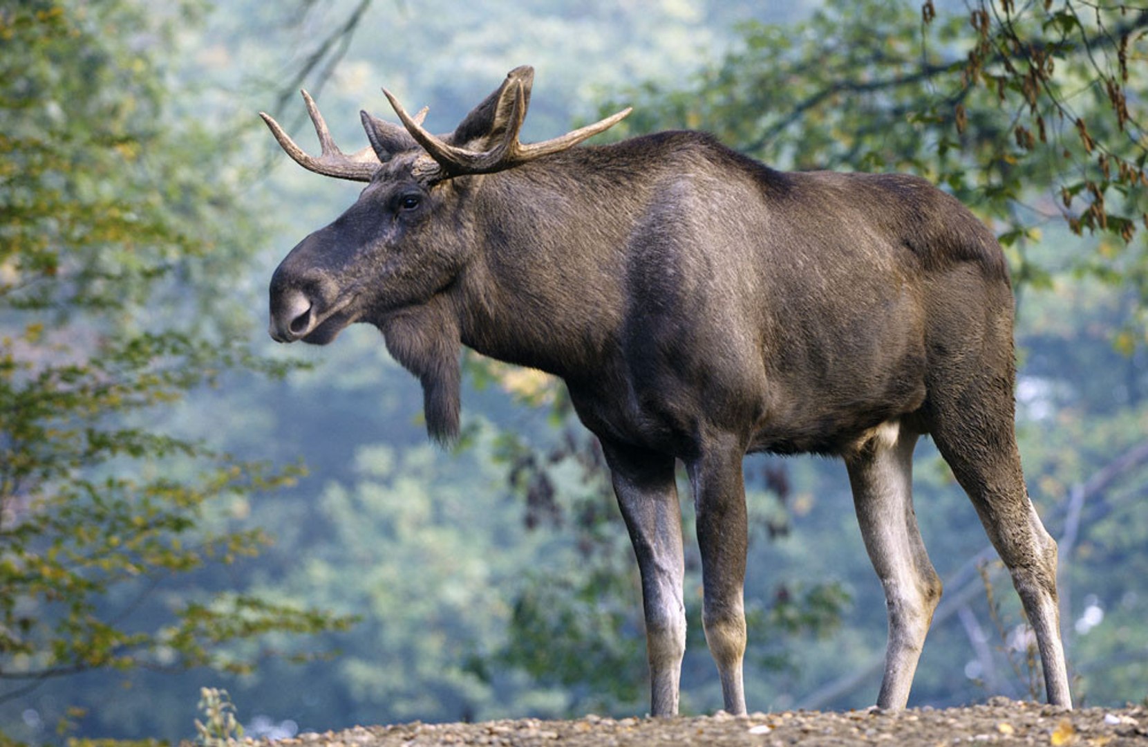 ⁣Moose discovered in an Alaska hospital