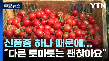 신품종 하나 때문에 소비 급감..."다른 토마토는 괜찮아요" / YTN
