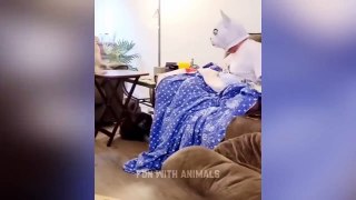 Funniest Animals  Funny Cats and Dogs 2023