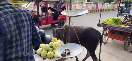 Tải video: घटतोली करने वालों पर कार्रवाई करने के प्रति उदासीन नापतोल विभाग