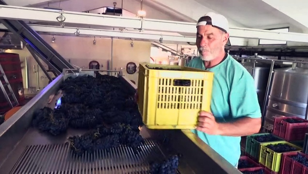Tannat: a uva ‘rara’ que coloca o Uruguai no mapa mundial do vinho