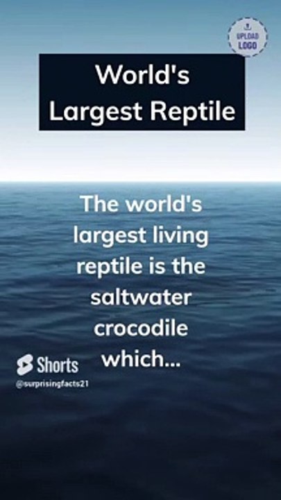 World’s Largest Reptile