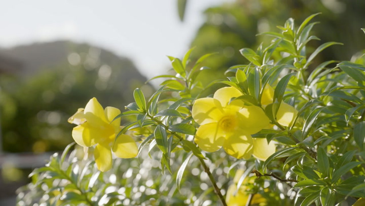 SI Swimsuit 2023 Destination: Dominica