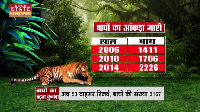 Madhya Pradesh News : भारत में बढ़ रहा है बाघों का कुनबा