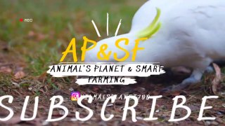 || Wild and Exotic Birds || Rare animals WITH #AP&SF#