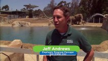 Come on the Journey With These Elephants as They Explore Their New Pool