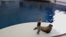 Dancing Walrus