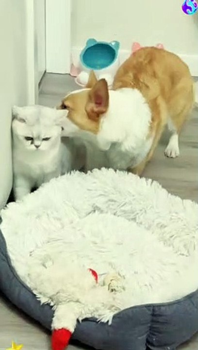 cat and dog fight in prank