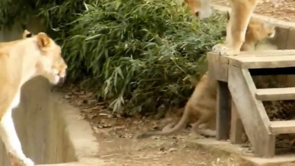 Cute tiger cute baby animals