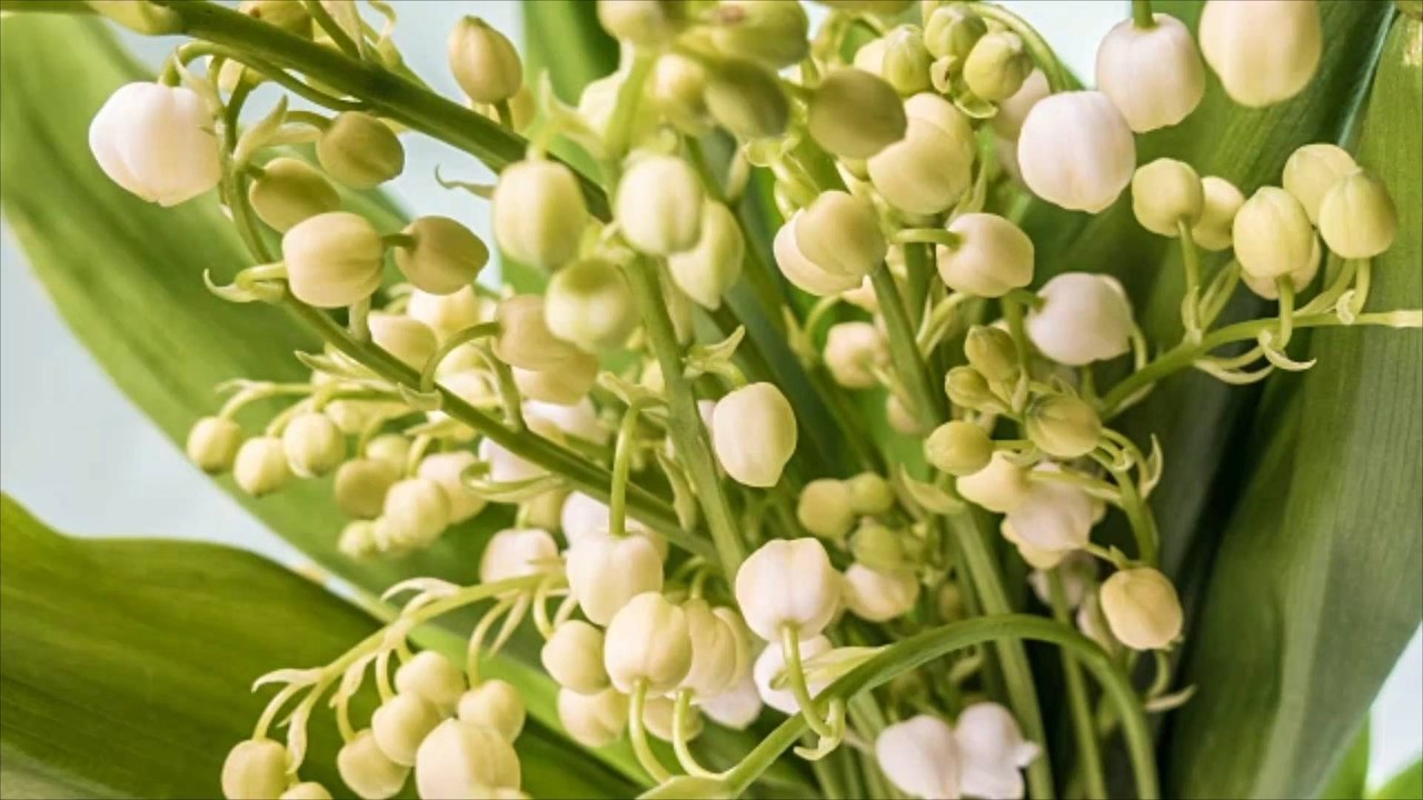 Easy Spring Flower Growing Tips for Gardening Beginners