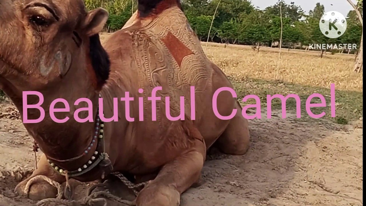 Beautiful Camel - video Dailymotion