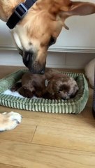 Mara Adopts A Stuffed Puppy