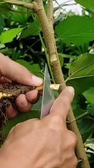 Effective Plantation Methods 🌱 - thumbnail