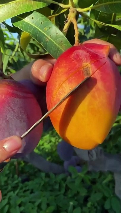 Cutting fruit