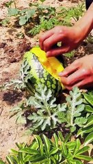 Watermelon cutting