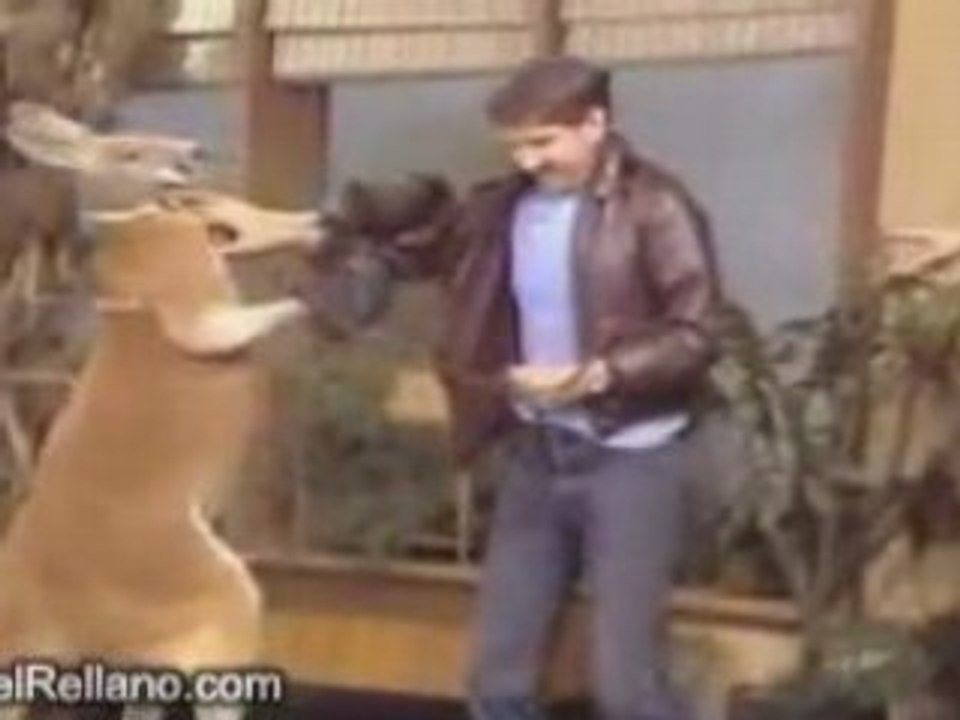 kangourou boxing