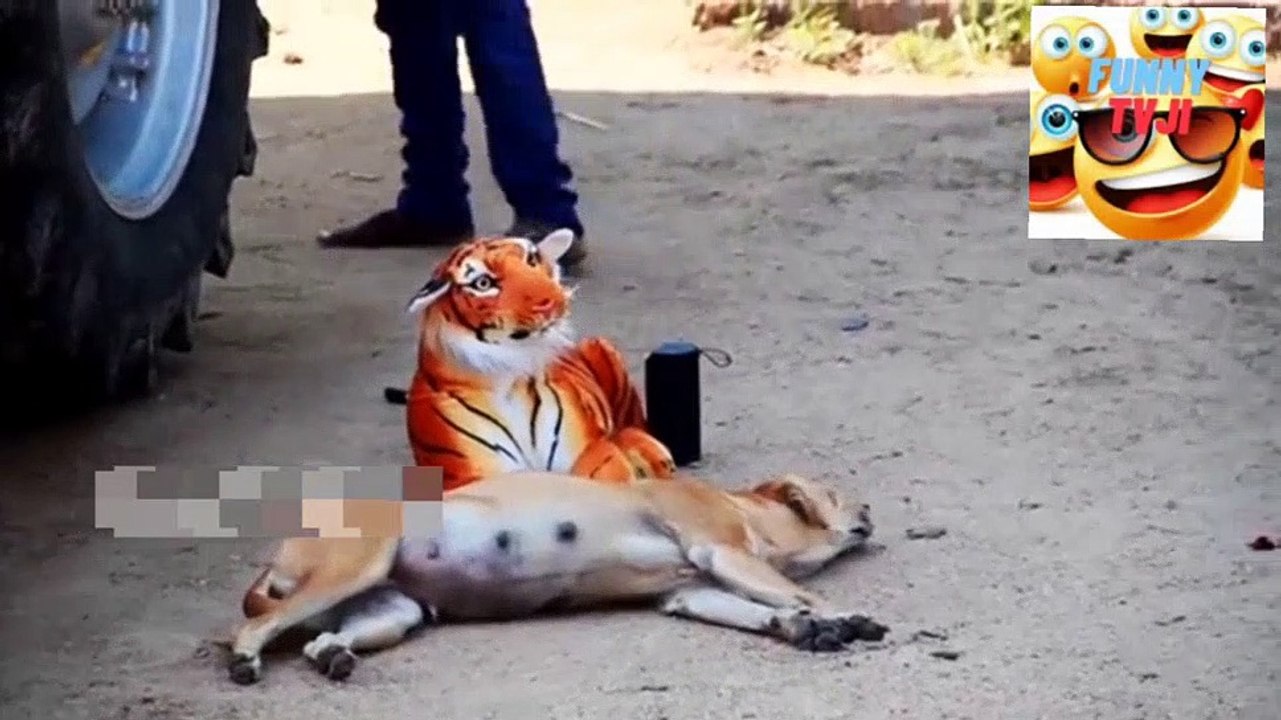 DOG PRANK1video_19_38