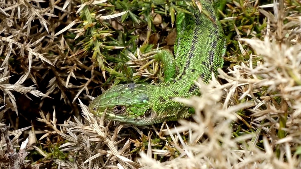 Le lézard vert est le plus gros des lézards bretons, avec ses 30-40 cm de longueur