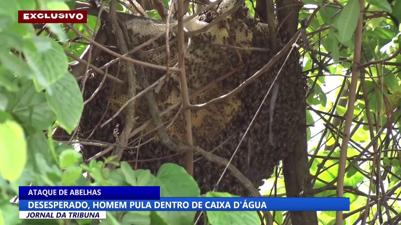 Desesperado, homem pula em caixa d'água para se proteger de ataque de abelhas